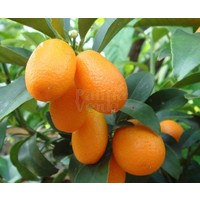 Eetbare tuin-edible garden Citrus fortunella - Citrus kumquat