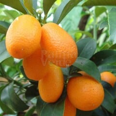Eetbare tuin-edible garden Citrus fortunella - Citrus kumquat