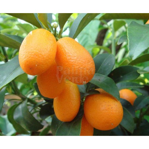 Eetbare tuin-edible garden Citrus fortunella - Citrus kumquat