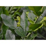 Eetbare tuin-edible garden Citrus hystrix - Combava