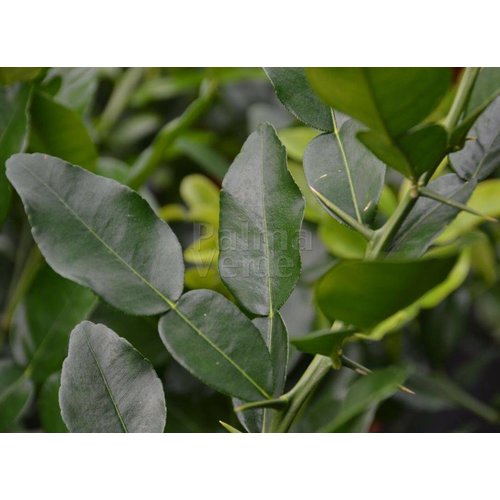 Eetbare tuin-edible garden Citrus hystrix - Combava