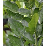 Eetbare tuin-edible garden Citrus hystrix - Combava