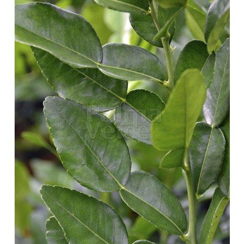 Eetbare tuin-edible garden Citrus hystrix - Djeroek poeroet - Kaffirlime