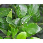 Eetbare tuin-edible garden Citrus hystrix - Combava