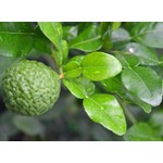Eetbare tuin-edible garden Citrus hystrix - Combava