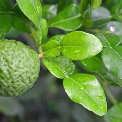 Eetbare tuin-edible garden Citrus hystrix - Djeroek poeroet - Kaffirlime