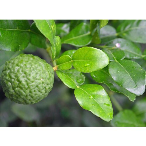 Eetbare tuin-edible garden Citrus hystrix - Combava