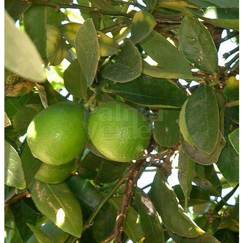 Eetbare tuin-edible garden Citrus latifolia-aurantifolia Lime Verde - Lime