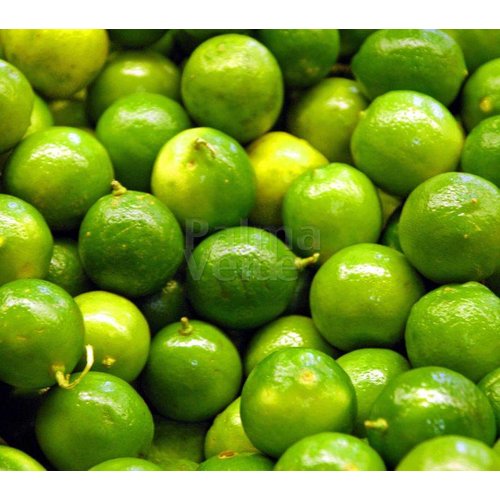 Eetbare tuin-edible garden Citrus latifolia-aurantifolia Lime Verde - Limoen