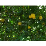 Eetbare tuin-edible garden Citrus limonum -  Citronnier - Citron