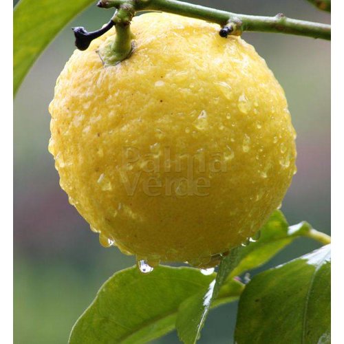 Eetbare tuin-edible garden Citrus limonum - Citrus limon - Citroen