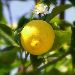 Eetbare tuin-edible garden Citrus limonum - Citrus limon - Lemon