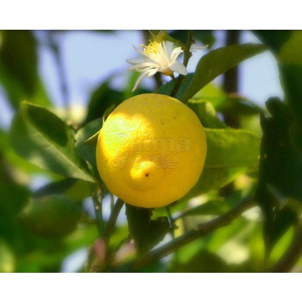 Waakzaam Nieuwjaar Roestig Citrus limonum - Citrus limon - Citroen - Palma Verde Exoten