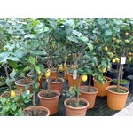 Eetbare tuin-edible garden Citrus limonum - Citrus limon - Citroen