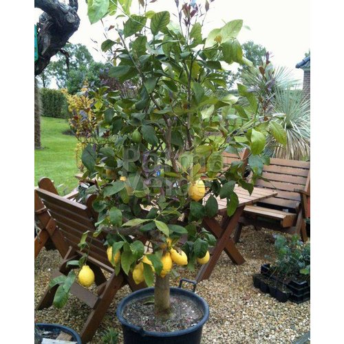 Eetbare tuin-edible garden Citrus limonum - Citrus limon - Citroen