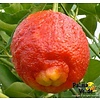 Eetbare tuin-edible garden Citrus limon Rosso - Bloedcitroen