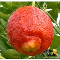 Eetbare tuin-edible garden Citrus limon Rosso - Blood lemon