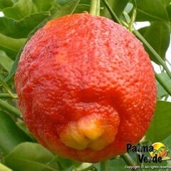 Eetbare tuin-edible garden Citrus limon Rosso - Bloedcitroen
