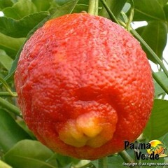 Eetbare tuin-edible garden Citrus limon Rosso - Blood lemon
