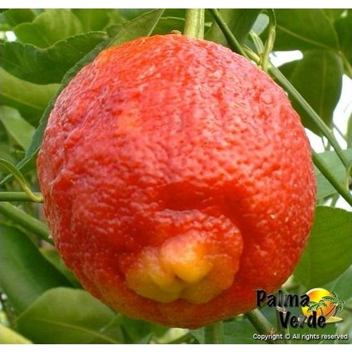 Eetbare tuin-edible garden Citrus limon Rosso - Bloedcitroen