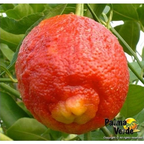Eetbare tuin-edible garden Citrus limon Rosso - Citron rouge