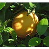Eetbare tuin-edible garden Citrus paradisi -  Agrames pamplemousse