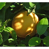 Eetbare tuin-edible garden Citrus paradisi - Agrumes pamplemousse