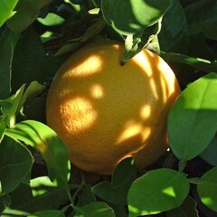 Eetbare tuin-edible garden Citrus paradisi - Grapefruit
