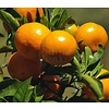 Eetbare tuin-edible garden Citrus reticulata - Citrus mandarino - Mandarin tree