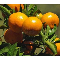 Eetbare tuin-edible garden Citrus reticulata - Mandarine