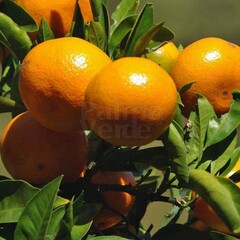 Eetbare tuin-edible garden Citrus reticulata - Mandarine