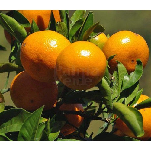 Eetbare tuin-edible garden Citrus reticulata - Citrus mandarino - Mandarijnboom