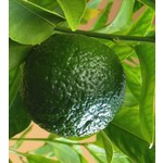 Eetbare tuin-edible garden Citrus reticulata - Citrus mandarino - Mandarijnboom