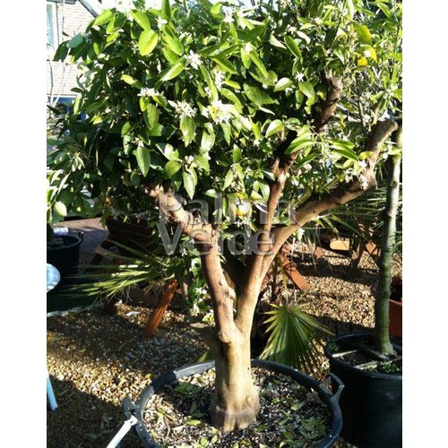 Eetbare tuin-edible garden Citrus reticulata - Mandarine