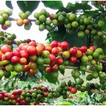 Eetbare tuin-edible garden Coffea arabica - Coffee plant