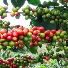 Eetbare tuin-edible garden Coffea arabica - Coffee plant