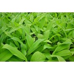 Eetbare tuin-edible garden Curcuma longa - Curcuma - Turmeric