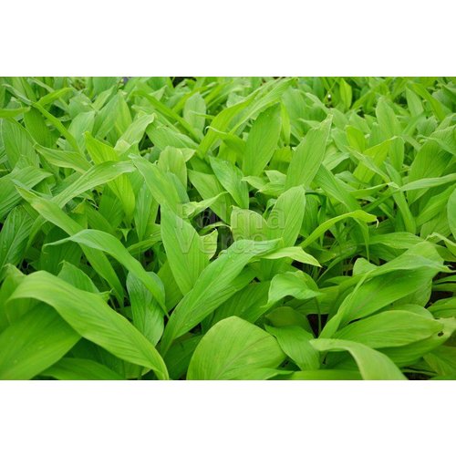Eetbare tuin-edible garden Curcuma longa - Curcuma - Turmeric