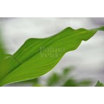 Eetbare tuin-edible garden Curcuma longa - Curcuma - Turmeric