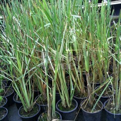 Eetbare tuin-edible garden Cymbopogon citratus - Citroengras - Sereh