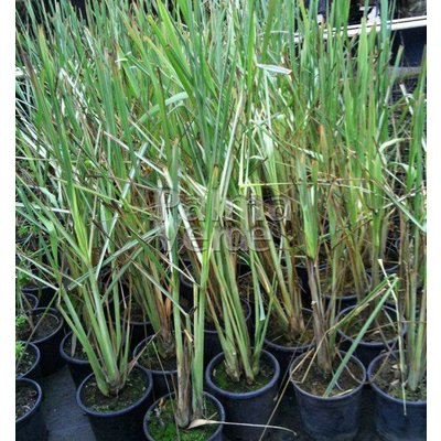 Eetbare tuin-edible garden Cymbopogon citratus - Lemongrass