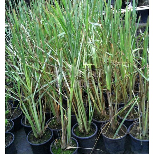 Eetbare tuin-edible garden Cymbopogon citratus - Lemongrass