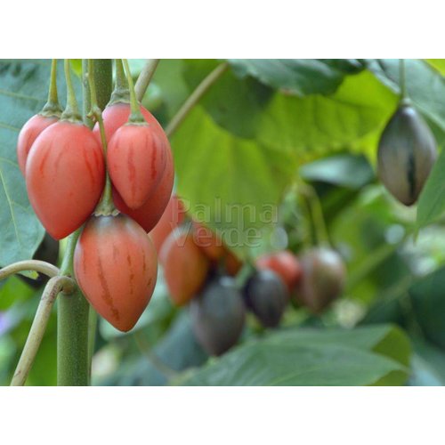 Eetbare tuin-edible garden Cyphomandra betacea - Solanum betaceum - Tamarillo - Tree tomato