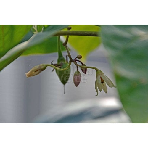 Eetbare tuin-edible garden Cyphomandra betacea - Solanum betaceum - Tamarillo - Boomtomaat