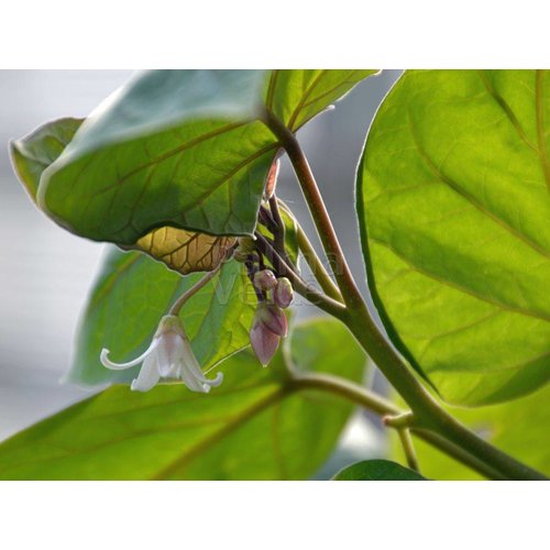 Eetbare tuin-edible garden Cyphomandra betacea - Solanum betaceum - Tamarillo - Boomtomaat