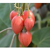 Eetbare tuin-edible garden Cyphomandra betacea - Solanum betaceum - Tamarillo - Boomtomaat