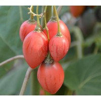 Eetbare tuin-edible garden Cyphomandra betacea - Solanum betaceum - Tamarillo - Tree tomato