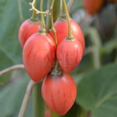 Eetbare tuin-edible garden Cyphomandra betacea - Solanum betaceum - Tamarillo - Boomtomaat