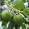 Eetbare tuin-edible garden Diospyros digyna - Black zapote - Caca poule
