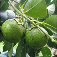 Eetbare tuin-edible garden Diospyros digyna - Black zapote - Caca poule